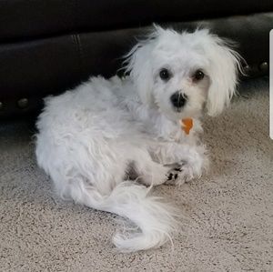 Meet your Posher, Julio